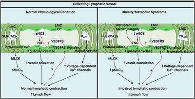 Lymphatic Collecting Vessel: New Perspectives on Mechanisms of Contractile Regulation and Potential Lymphatic Contractile Pathways to Target in Obesity and Metabolic Diseases